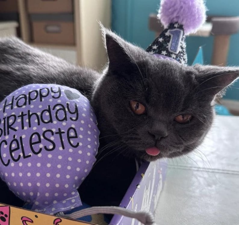 A gray cat wearing a black and silver birthday hat with a purple pom pom. The cat is lying on a purple and white polka dot catnip cat toy balloon that says 'Happy Birthday Celeste'.