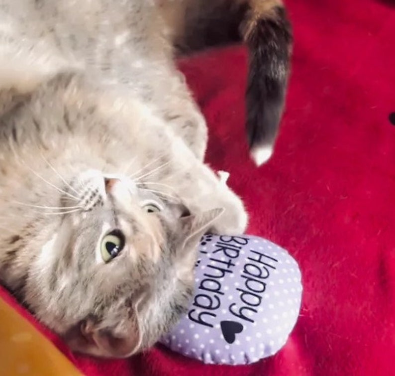 A gray and white cat with green eyes is lying on its back on a red surface. The cat is playing with a purple and white polka dot catnip cat toy balloon with the text 'Happy Birthday' on it.