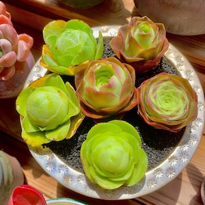 Mountain Rose Rare Succulent Plants Live, 6 Plants Bare Root Without Soil Pot, Indoor Wedding Party Plants Lover Gifts