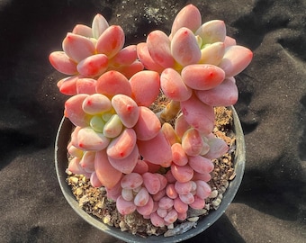 Graptosedum Miul Rare Succulent Plants, 5-6 Heads 4.3” Pink Imported Live Succulent Plant, Indoor Office Wedding Party Decor Plants Gifts