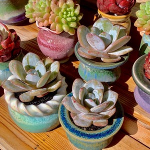 Echeveria Laui Rare Succulent Plants, 1 Head 2.5” Bare Root Without Soil Pot, Indoor Outdoor Office Party Baby Shower Decor Gift