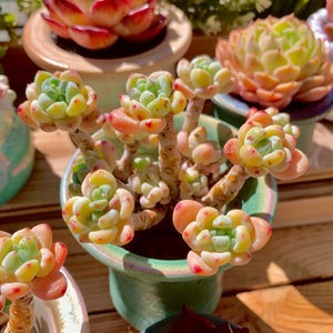 Sedum Clavatum Rare Succulent Plants Live, Cluster 3” Green, Bare Root Without Soil Pot, Indoor Office Wedding Party Gifts for Plants Lover