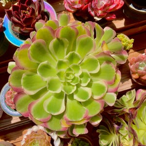 Aeonium Hakuhou Rare Succulent Plants, 4&quot; Live Succulent Plant, Indoor Office Wedding Party Decor Plants Gifts