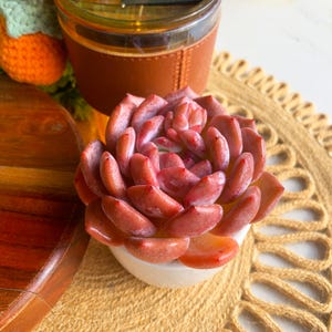 May include: A close-up of a small, red succulent plant in a white pot. The succulent has a rosette shape and is surrounded by a light brown, woven coaster.