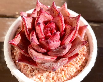 Echeveria Agavoides Romeo Rare Succulent Plants, 1 Head 2.75" Pink Imported Live Succulent Plant, Indoor Office Wedding Party Decor Gifts