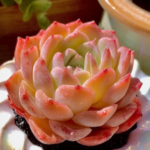 Echeveria Little Beauty Rare Succulent Plants, 1 Head 2” Imported Pink Live Succulent Plant Indoor Office Party Baby Shower Decor Gift