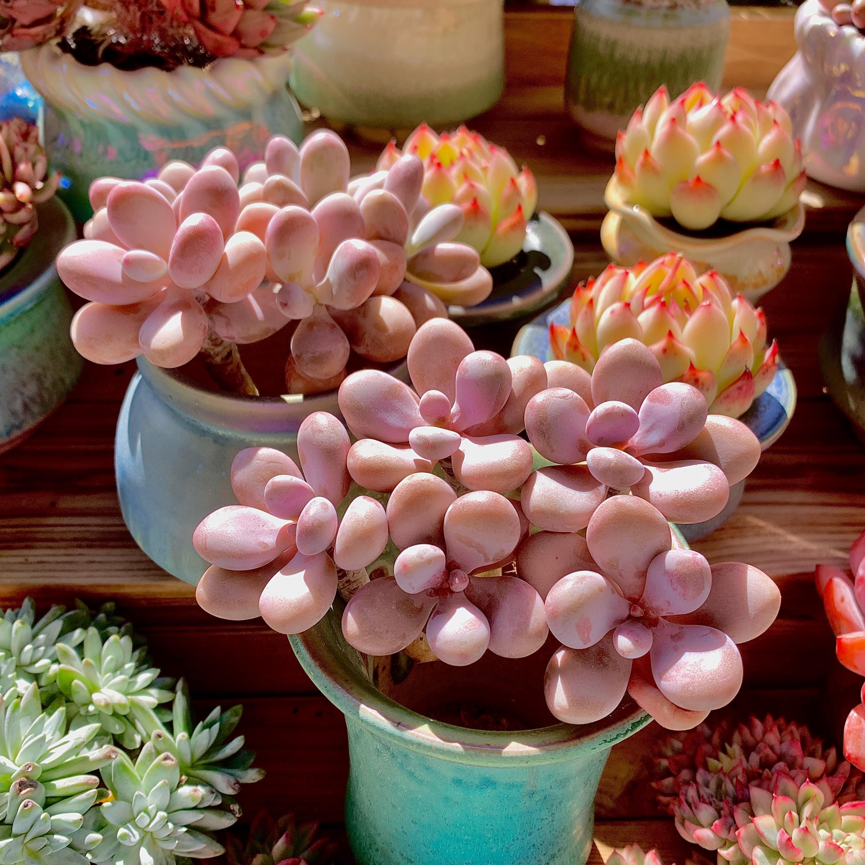 Rare Graptopetalum Amethystinum (rose) 'walther' Cluster 3.5