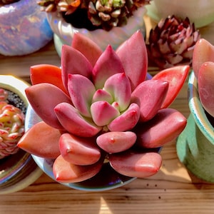 Graptoveria Ruby Donna Succulent Plants, 1 Head 3” Imported Live Succulent Plant Bare Root Without Pot Soil Indoor Office Decor Gifts