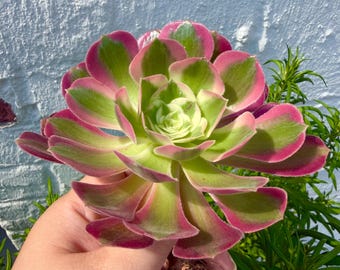 Aeonium 'Pink Witch' Succulent Plant | Vibrant Pink Green Rosette (Bare Root)