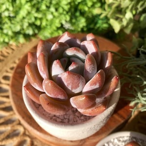 Echeveria Sang-A Rare Succulent Plants, 1 Head 2.5&quot; Pink Imported Live Succulent Plant, Indoor Office Wedding Party Baby Shower Decor Gifts