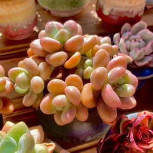 Graptosedum Miul Rare Succulent Plants, Cluster 3.5&quot; Pink Imported Live Succulent Plant, Indoor Office Wedding Party Decor Gifts