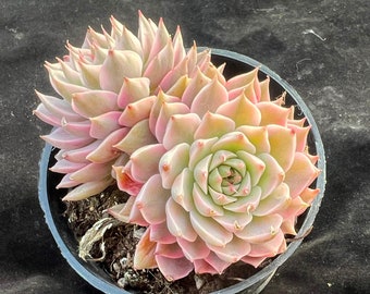 Echeveria Margaret Variegated Rare Succulent Plants, 2 Heads 3.5” Pink Imported Live Succulent Plant, Indoor Office Wedding Party Decor Gift