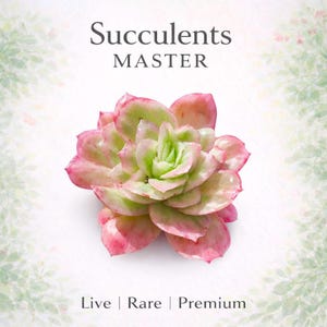 Echeveria Ice Rose Variegated Rare Succulent Plants Live, 3-3.5" Bare Root Without Soil Pot, Indoor Wedding Party Plants Lover Gifts