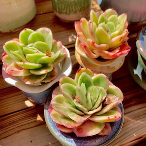 Echeveria Ice Rose Variegated Rare Succulent Plants Live, 3.5&quot; Bare Root Without Soil Pot, Indoor Wedding Party Plants Lover Gifts