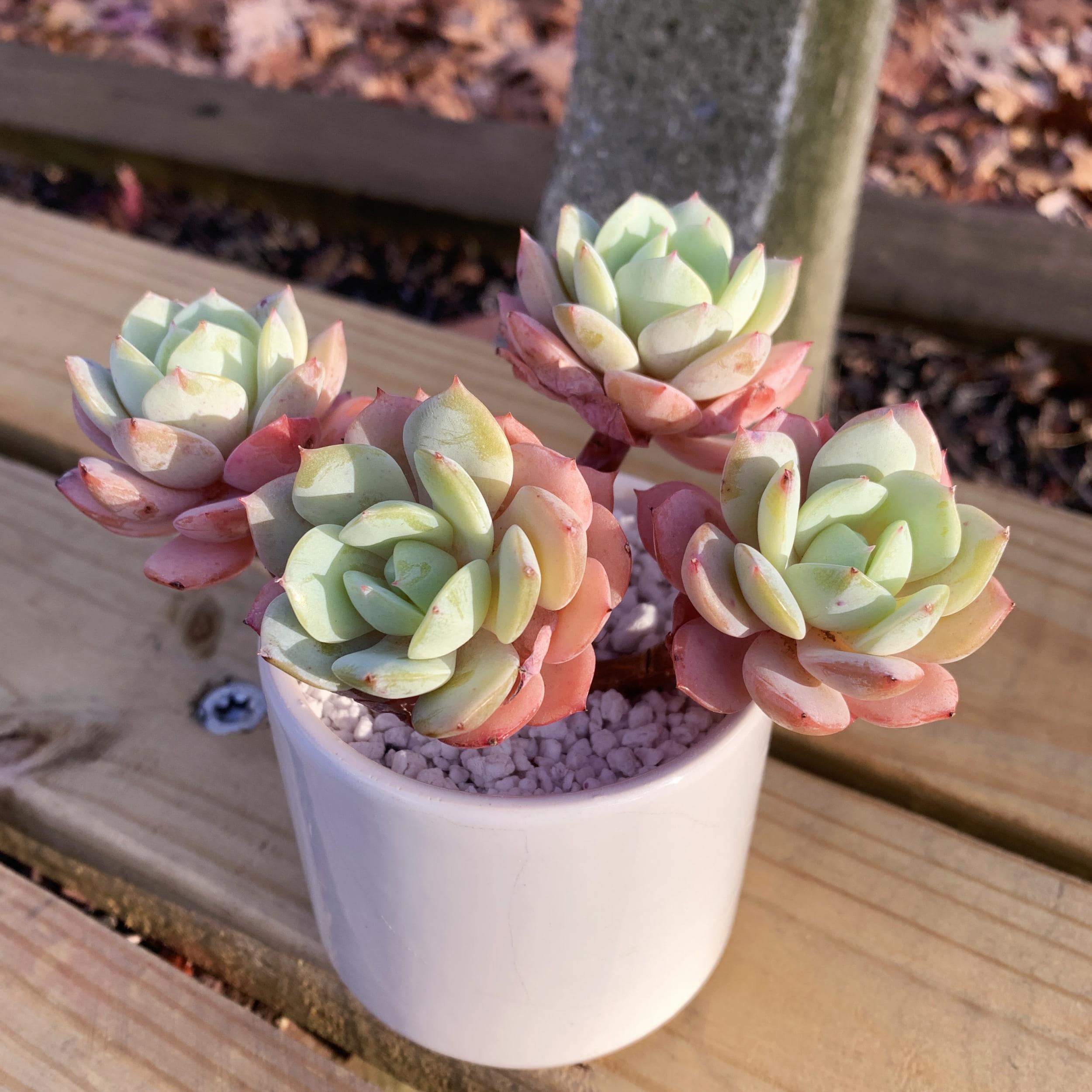 M✧succulent ·͜· ︎︎ᕷ Plantagram Pentagram Star Succulent Planter v2 • Gothic Home