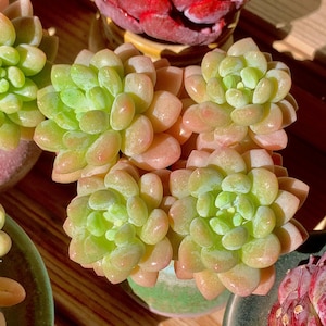Sedum Caviar Rare Succulent Plants, Cluster Pink Green Imported Live Succulent Plant, Indoor Office Wedding Party Baby Shower Decor Gifts