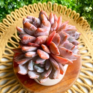 Echeveria Monroe Rare Succulent Plants Live, 3 Heads 4&quot; Bare Root Without Soil Pot, Indoor Wedding Party Plants Lover Gifts