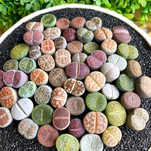 Lithops DIY Large Random Mix Rare Live Succulent Plants, Bare Root Without Soil Pot, Office Wedding Gifts