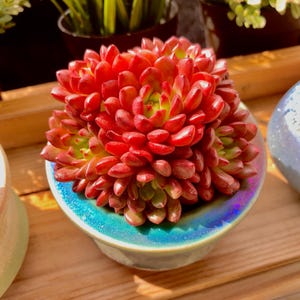 May include: A vibrant red succulent plant with green and yellow accents, potted in a small, iridescent blue ceramic container. The plant's leaves are tightly clustered, creating a dense, textured appearance. The container sits on a wooden surface.