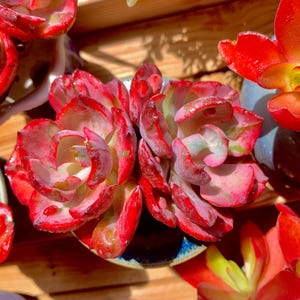 Echeveria Rain Drops Variegated Rare Succulent Plants, Live Succulent Plant, Indoor Office Wedding Party Decor Plants Gifts