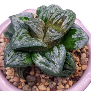 Haworthia Emelyae/Haworthia Hyb. Silvania Silver Mutica Rare Succulent Plants, 1 Head 3.5" Imported Live Succulent Plant, Indoor Office Gift