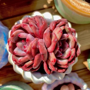 Echeveria Ariel Rare Succulent Plants Live, 2 Heads 3” Red, Bare Root Without Soil Pot, Indoor Office Wedding Party Gifts