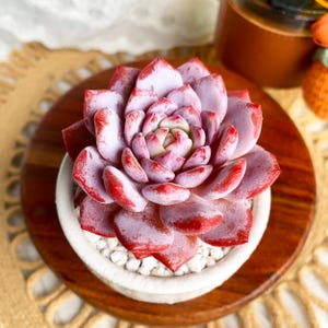 Echeveria Pink Peony Rare Succulent Plants Live, 1 Heads 2.5” Red, Bare Root Without Soil Pot, Indoor Office Wedding Party Gifts
