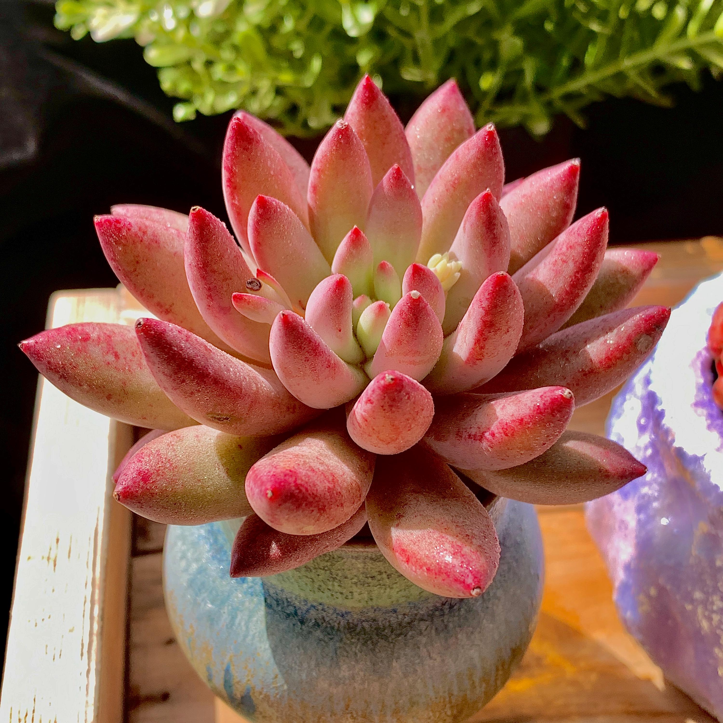 M✧succulent ·͜· ︎︎ᕷ SucculentsMaster - Etsy