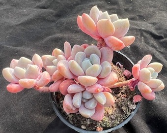 Graptosedum Egg Tart Rare Succulent Plants, 4 Heads 2.75” Pink Imported Live Succulent Plant, Indoor Office Wedding Party Decor Plants Gifts