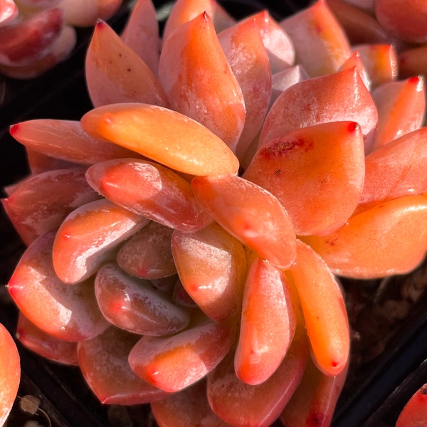 Echeveria Orange Monroe Rare Succulent Plants, 1 2 3 Heads Crested Pink Imported Live Succulent Plant Indoor Office Wedding Party Decor Gift