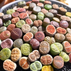 May include: A collection of colorful, patterned, and textured succulent plants. The plants are small and round, with a variety of colors and patterns.