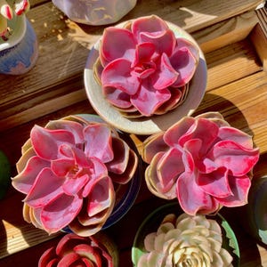 Echeveria Rainbow Variegated Rare Succulent Plants, 1 Head 3” Pink Imported Live Succulent Plant, Indoor Office Wedding Party Decor Gifts