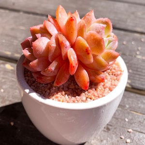 Echeveria Little Beauty Rare Succulent Plants, 2 Heads 2” Imported Pink Live Succulent Plant Indoor Office Party Baby Shower Decor Gift