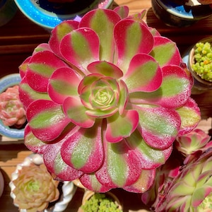Aeonium Pink Witch Rare Succulent Plants Live, 1 Head 4&quot; Bare Root Without Soil Pot, Indoor Wedding Party Plants Lover Gifts