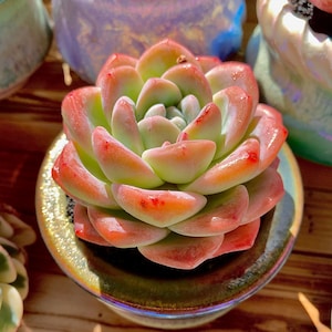 Echeveria Ice Green Rare Succulent Plants, 1 Head 2.5&quot; Pink Imported Live Succulent Plant, Indoor Office Wedding Party Decor Gifts