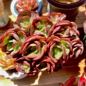 Echeveria Sunyan Rare Succulent Plants Live, Cluster 4&quot; Bare Root Without Soil Pot, Indoor Wedding Party Plants Lover Gifts