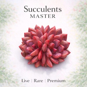 Echeveria Ariel Rare Succulent Plants Live, 2 Heads 3-3.5” Red, Bare Root Without Soil Pot, Indoor Office Wedding Party Gifts