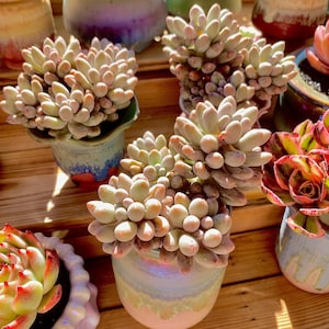Pachyphytum Baby Finger Rare Succulent Plants Live, Cluster 3.5” Pink, Bare Root Without Soil Pot, Indoor Office Wedding Party Gifts