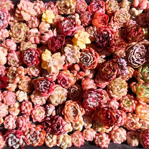 May include: A close-up of a variety of succulent plants in shades of green, pink, and red. The plants are arranged in a dense cluster, creating a colorful and textured display.