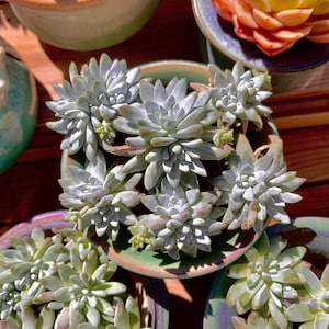 Dudleya gnoma S.W.McCabe Rare Succulent Plants Live, 5-7 Heads 3.5&quot; Bare Root Without Soil Pot, Indoor Wedding Party Plants Lover Gifts
