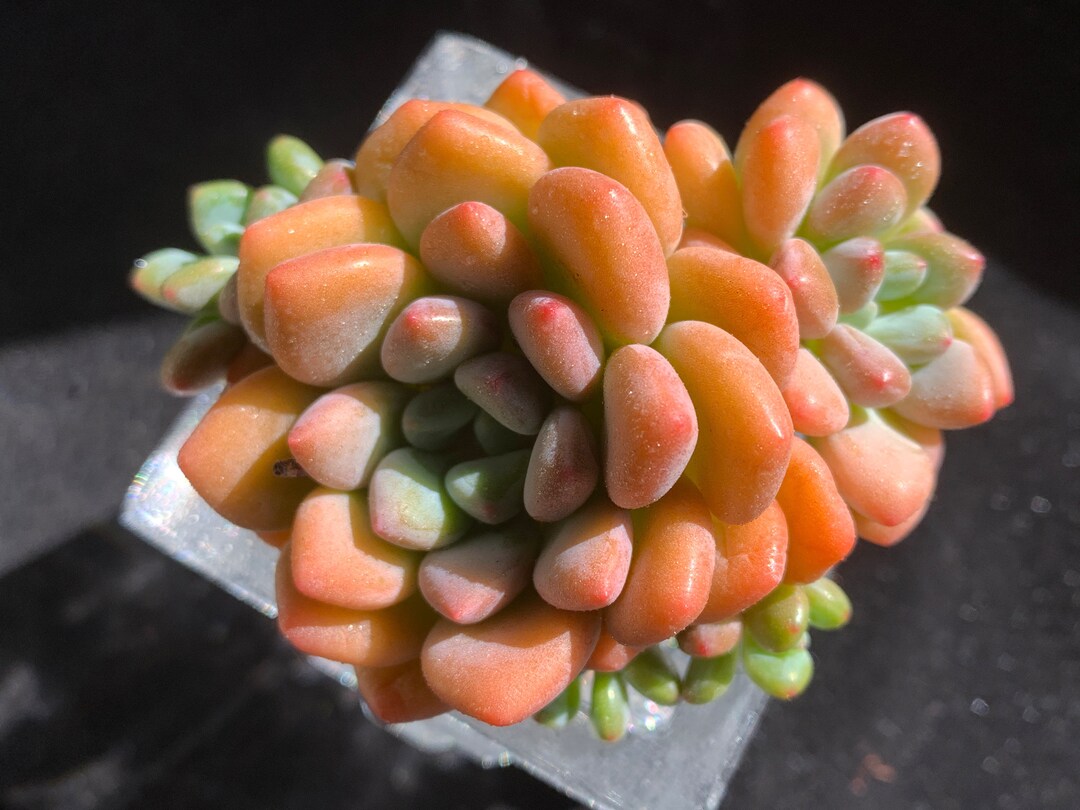 Echeveria Xylitol Rare Succulent Plants, Cluster Orange Imported Live