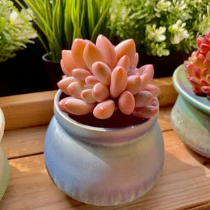 xPachyveria Elaine Rare Succulent Plants Live, 2-3 Heads 2.7” Orange, Bare Root Without Soil Pot, Indoor Office Wedding Party Gifts