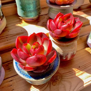 Echeveria Red Lantern Rare Succulent Plants Live, 1 Head 2.5” Red, Bare Root Without Soil Pot, Indoor Office Wedding Party Gifts