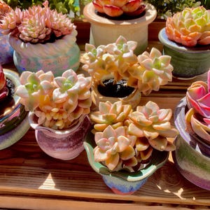 Graptoveria Paraguayense Bernalense Variegated Rare Succulent Plants Live, 3&quot; Bare Root Without Soil Pot, Wedding Party Plants Lover Gifts