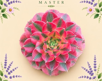 Rare Aeonium 'Pink Witch' | Live Succulent Plant | Vibrant Pink & Green Variegated Rosette | Bare Root | Easy Care | Succulents Master
