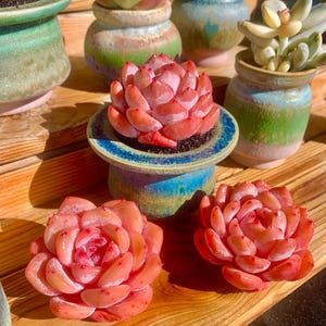 May include: A collection of succulents in small ceramic pots. The succulents are in various shades of green and pink. The pots are decorated with a variety of colors and patterns.