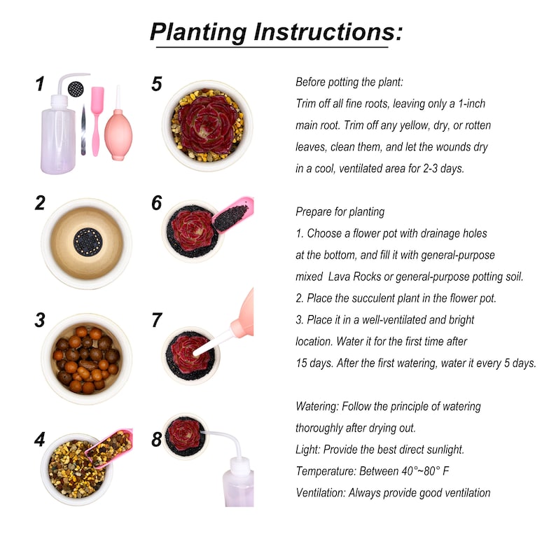 Random Mix Mini DIY Rare Succulent Plants Live 0.52 Pink Red Orange