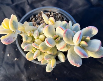 Cotyledon Orbiculata cv Variegated Rare Succulent Plants, Big Imported Live Succulent Plant,Indoor Office Wedding Baby Shower Decor Gift