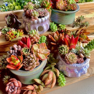 May include: A collection of colorful succulents in small, decorative pots. The succulents display a variety of colors, including green, red, orange, and pink. The pots are in shades of green, purple, and blue, and are arranged on a wooden surface.
