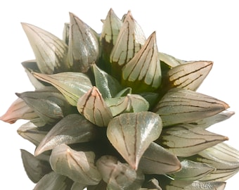 Haworthia Magnifica v.atrofusca Rare Succulent Plants, 1 Head 2" Imported Live Succulent Plant, Indoor Office Wedding Party Decor Plant Gift